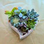 Heart-shaped succulent arrangement in a white ceramic planter
