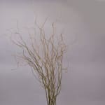 Bundle of curly decorative branches against a plain background