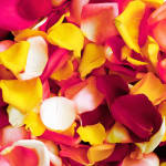 Pile of multicolored rose petals in pink, yellow, white, and peach