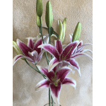 Pink and white lilies with unopened buds in a vase