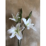 White lilies with open blooms and buds on long stems