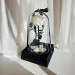 Single white rose under a glass dome on a black box