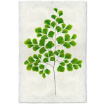 Single fern frond with bright green leaflets on a white background