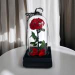 Single red rose under a glass dome on a black base