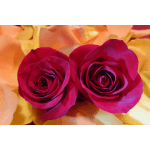 Two deep pink roses against pale yellow petals