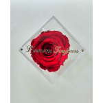 Single red rose in a clear diamond-shaped box with gold lettering