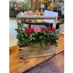 Miniature Rose Jardiniere