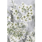 Close-up of small white flowers with green centers on thin stems
