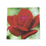 Close-up of a red rose bloom against a blurred green background