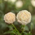 Peony Flower Candle - Handcrafted & All Natural