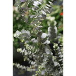 Close-up of eucalyptus stems with round silver-green leaves