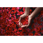 Hands cupping red rose petals floating on dark water