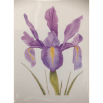 Purple iris flowers with yellow centers on a white background