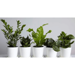 Desktop Air Purifying Plant