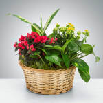 Mixed Plant Basket by BloomNation™
