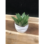 Small green succulent in a white ceramic pot