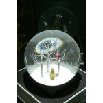 Cool Snow Globe (Forest Friends)