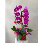 Pink orchids arranged in a red gift box with ribbon and butterfly picks