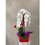 White orchid arrangement in a red container with a red heart pick