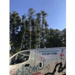 White floral delivery van parked by tall trees under a blue sky