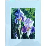 Two purple and white iris blooms against a dark green background