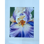 Framed art print of a purple and cream iris flower in close-up view