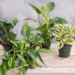 Assorted potted houseplants with green and variegated leaves