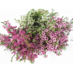 Large bouquet of pink and white waxflowers