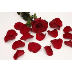 Red rose with scattered petals on a white background