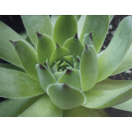 Close-up of a green succulent rosette with pointed leaves
