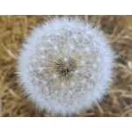 Close-up of a white dandelion seed head