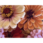 Close-up of pink, orange, and red daisy-like flowers