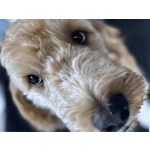 Close-up of a tan dog’s face with curly fur
