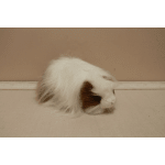 Small white and brown guinea pig on a beige floor