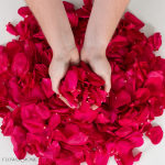Hands holding a pile of bright pink rose petals