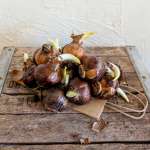 Paperwhite Bulbs – 12 Bulb Bag