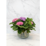 Potted Hydrangea Planter