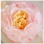 Close-up of a pale pink flower with a yellow center