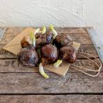 Paperwhite Bulbs – 6 Bulb Bag