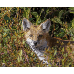 A fox peeking through dense brush