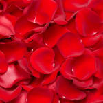 Close-up of red rose petals filling the frame