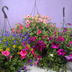 10" Mixed Hanging Basket