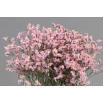 Cluster of small pink flowers with yellow centers on thin stems