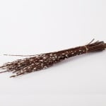 Bundle of brown pussy willow branches tied together