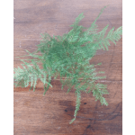 Loose sprigs of feathery green foliage on a wooden surface