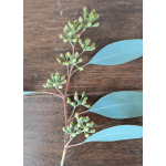 Single eucalyptus stem with clustered buds on a wooden surface