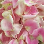 Pile of pink and white rose petals