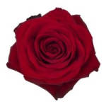 Close-up of a single red rose bloom on a white background