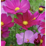 Cosmos Variety Seeds