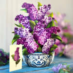 Purple lilac bouquet in a blue-and-white ceramic bowl